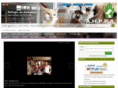 animalsheltercostarica.com