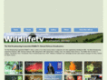 thewebbroadcastingcorporation.com