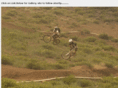 northstarrippers.com