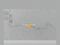 bordermeetings.com