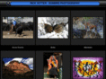 ricksunbirdphoto.com