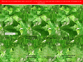 networks-floralworks.com