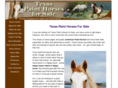 texas-paint-horses-for-sale.com