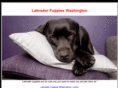 labradorpuppieswashington.com