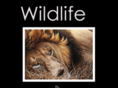 wildlife-art-rudi-kohl.de