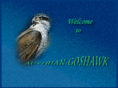 austrian-goshawks.com