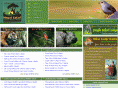 nepal-safari.com