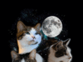 kitty-leung.com