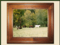 johnsonshorthorns.com
