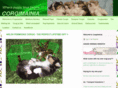 corgimainia.com