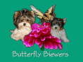 butterflybiewers.com