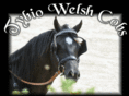 tybio-welshcobs.com