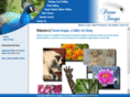 pavoneimages.com