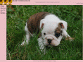 adorabulldogs.com