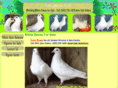 doves4sale.com