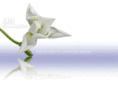 iris-graphic.com