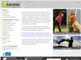 morephysicaltherapy.com