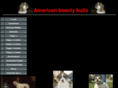 american-beauty-bulls.com