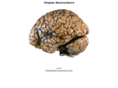 utopian-neuroscience.com
