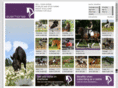 everhorse-online.com