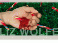 lizwolfe.com