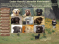 cedarranchlabradors.com