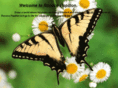 rococopapillon.com