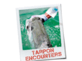 tarponencounters.com