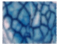 bluegiraffe.com