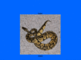 thereptilecave.com