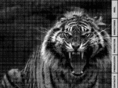 tigrepictures.com