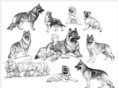 issrshilohshepherds.org