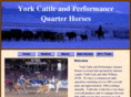 yorkcattleandperformancequarterhorses.com