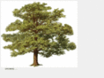 elfinoaks.com
