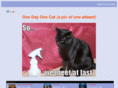 onedayonecat.com