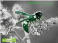 greenhornetscato.com