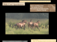 holycowsporthorses.com