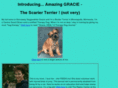 little-brown-dog.com