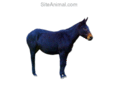 siteanimal.com