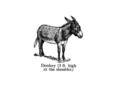 prettydonkey.com