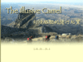 theillusivecamel.com