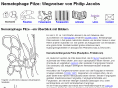 nematophage-pilze.de