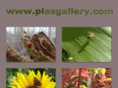 piasgallery.com