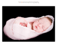 fionacarsonphotography.com.au