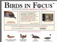 birdsinfocus.com