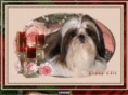 shihtzu-weissbeck.de