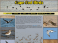 capecodbirds.org