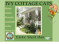 ivycottagecats.com