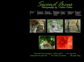 secondfocus.net