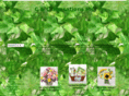 candcsensationsflorist.com